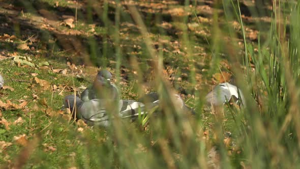 Closeup on a Flock of Pigeons on Grass in a Park on a Sunny Fall Day - Slider