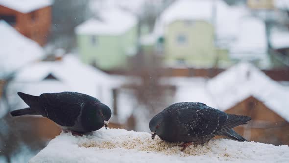 Pigeons Eating in Cold Winter Outdoors
