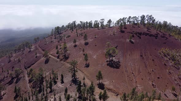 Aerial drone reveal of pine forests on red mountain above clouds.