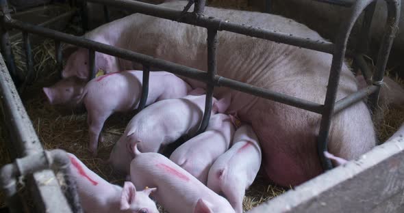 Pigs on Livestock Farm, Pigs Farm, Livestock Farm. Modern Agricultural Pigs Farm