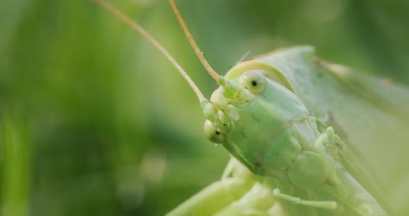 Big Green Locust Eating Grass  Macro Video