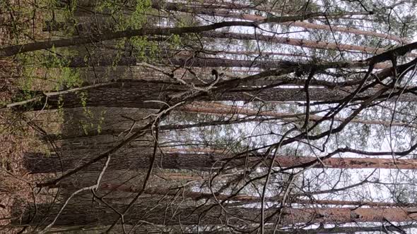 Vertical Video of the Small Road in the Forest During the Day