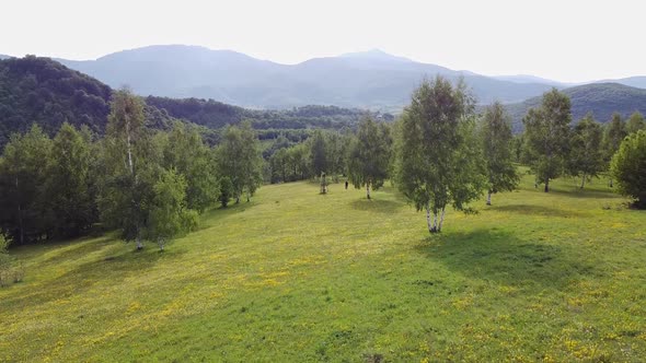 Green Forest From Above V4