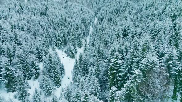 Forest Mountains Snow Cold Winter Wood Hill Frozen Travel Nature