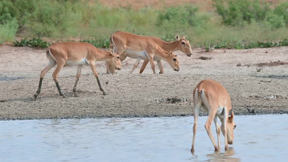 Wild Saiga Antelope or Saiga Tatarica Drinks in Steppe