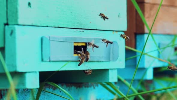 Wooden beehive and bees. Swarm of bees flies into a lifestyle hive collect the pollen bear honey