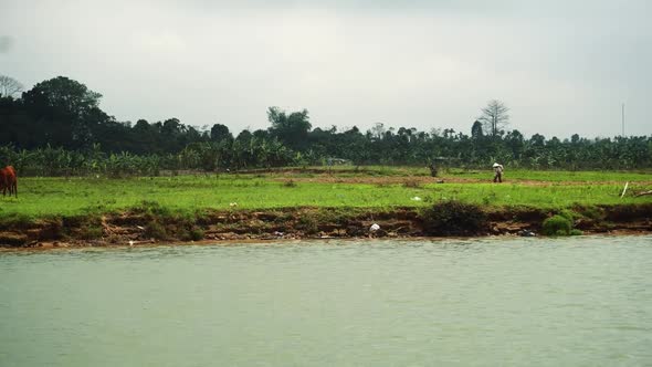 Farmers Harvesting On The River Bank. Thailand. Vietnam