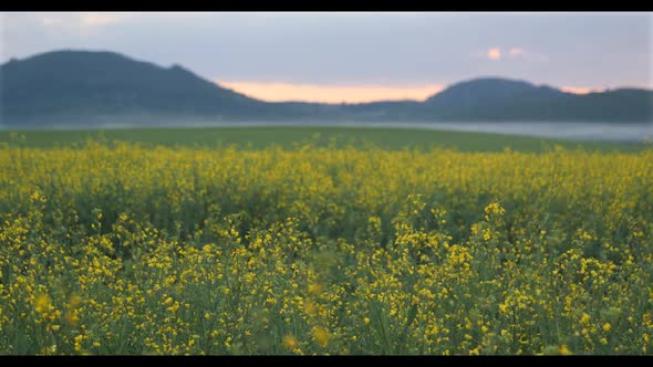 Rapeseed Plantations Against The Backdrop Of The Mountain At Sunset 1