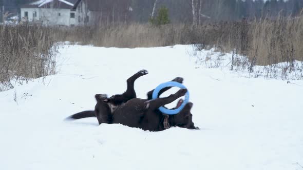 labrador funny lying on a snowy country road, playing with a toy