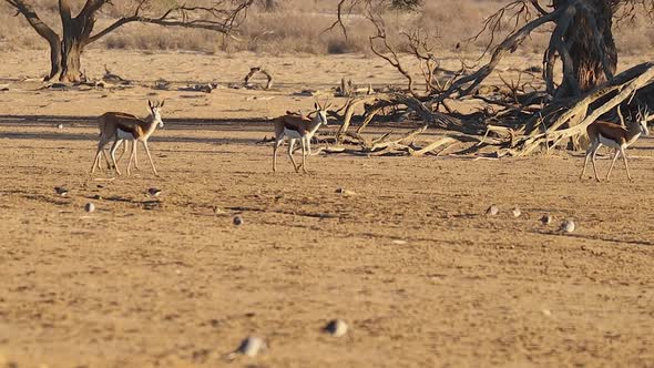 Springbok Antelope walk past dried old tree in the Kalahari Desert