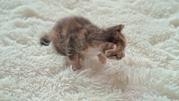 Cute Little Kitten on a Furry White Blanket