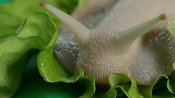 Macro View of Big Snail Achatina Sticks Out Its Horns From Its Shell to Eat Green Salad