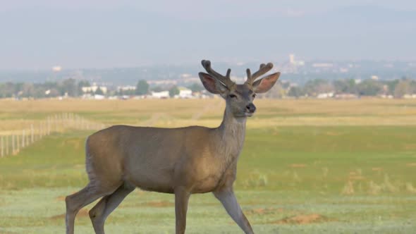 Mule Deer Young Buck in Slow Motion