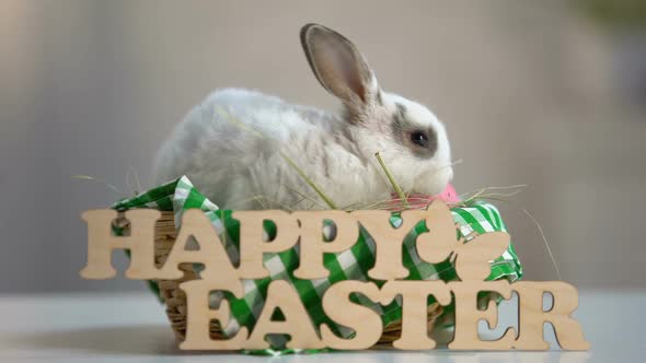 White Rabbit Sitting in Basket With Colorful Eggs