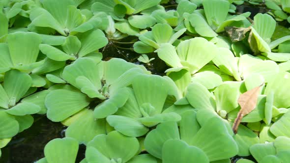 Water Lettuce in the River