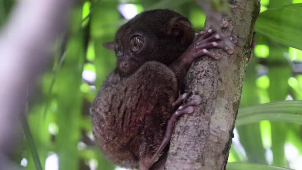 Close-up shot of tarsier clinging to a tree and turning its head to look directly at camera in Bohol