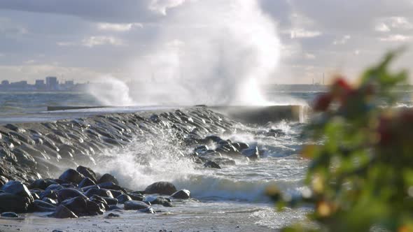 Rose Hip Bush To Storm Waves