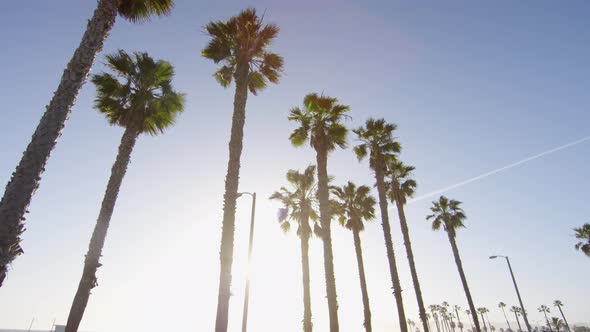 Palm trees on a sunny day