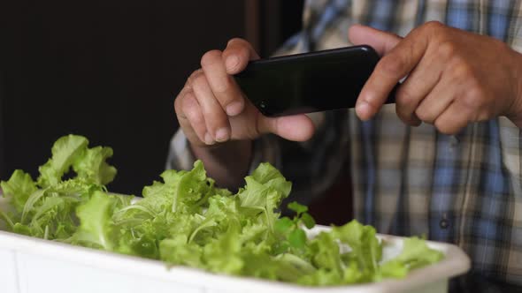  caucasian pensioner 70-79 years old taking pictures of lettuce grown at home with a phone camera. e