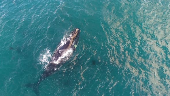 Drone rises above Southern Right Whale floating in the ocean
