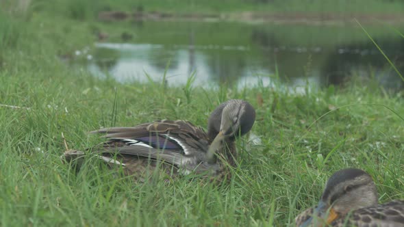 Mallard duck in lush green grass sitting by shoreline preening it's feathers