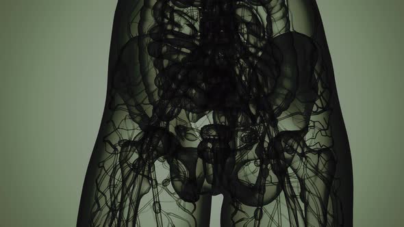 3D MRI Woman Body Scan alt