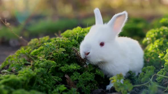 White rabbit in green grass, Calm and sweet little white rabbit sitting on green grass