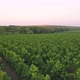 Aerial Flight Over Beautiful Vineyard Landscape.  - VideoHive Item for Sale