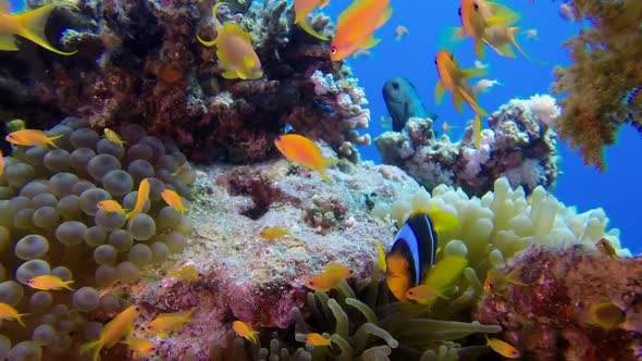 Underwater Colorful Tropical Fishes with Clownfish