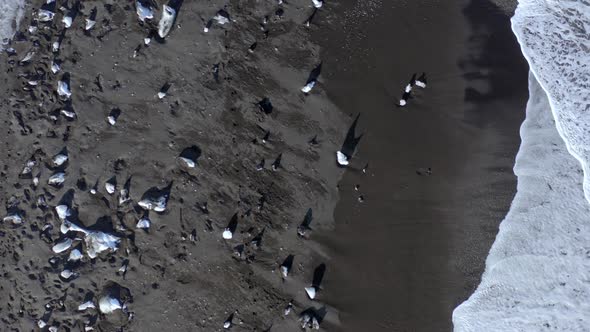 Diamond Beach at Glacier Lagoon in Iceland a Black Sand Beach with Scattered Ice