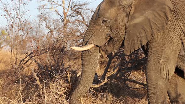 Elephant searching for food amongst the dry grass and trees during winter in African