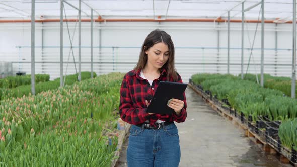 Florist Young Girl in a Redblack Shirt and Jeans Stands in a Greenhouse with Tulips and Works in a