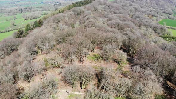 Backwards aerial shot of the ridge of trees at Hembury Fort Devon England