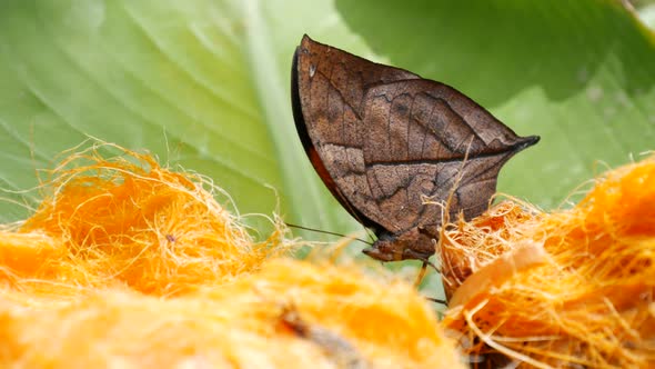 Tropical Exotic Butterfly in Jungle Rainforest Sitting on Green Leaves, Macro Close Up. Spring