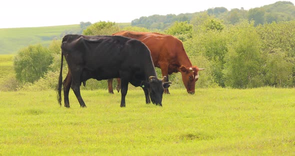 Cows Together Grazing in a Field