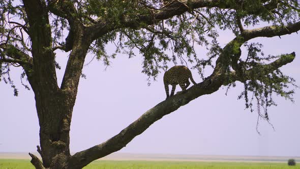 A large African spotted cat stands on a tree branch in the wild against a background of sky and gree