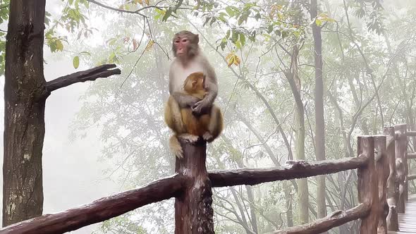 Mother Macaque Monkey is Nursing in the Lap Baby Macaque in Monkey Sanctuary