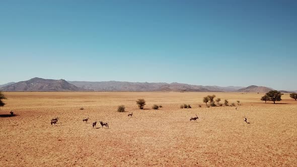 Namibia Kalahari Desert in Africa. Aerial Drone Shot. Springbok Gazelle Antelope Grazing at Savannah