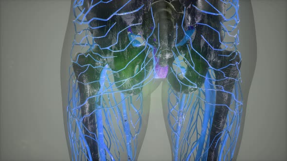 Anatomy Tomography Scan of Human Body