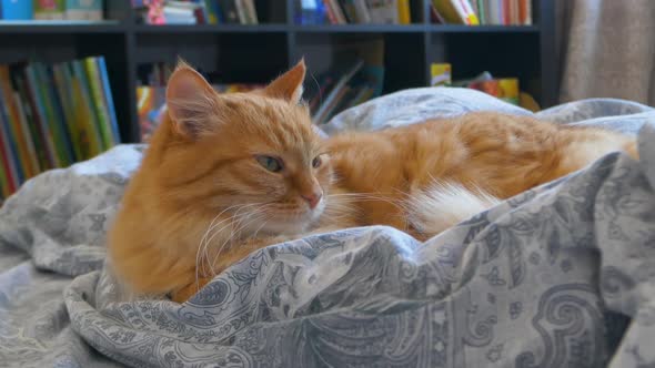 Cute Ginger Cat is Lying in Bed