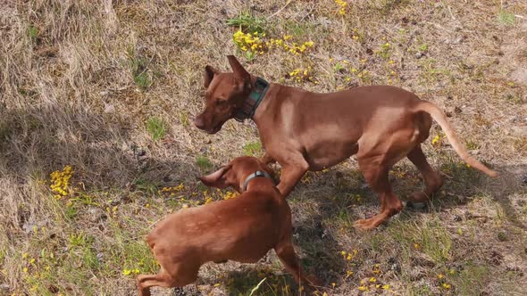 Young Hungarian Vizsla Dogs Playingin the Nature. Magyar Vizsla Hunting Dog