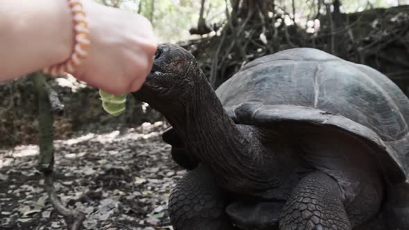 A Huge Aldabra Giant Tortoise Eats Food on a Prison Island in Zanzibar Africa