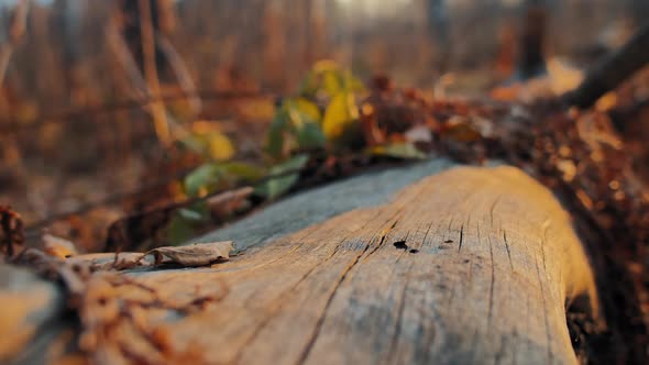 Log Under Dried Leaves Macro