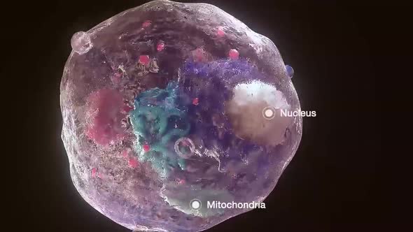 Cell structure and components, mitochondria, nucleus and cytoplasm