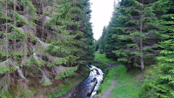 Aerial Shot of River in Green Forest