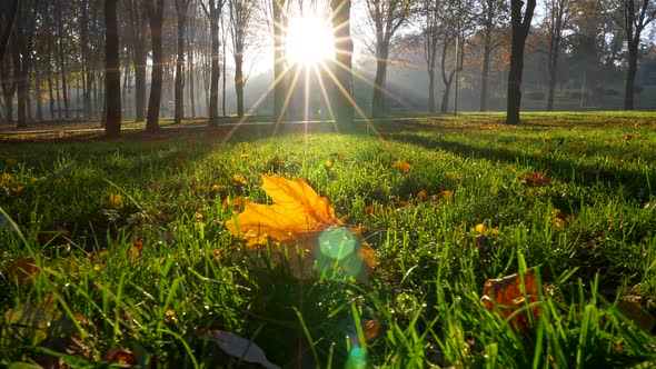 Sun and Beams Lighting Everything in Autumn Park. Yellow Maple Leaf Lying Among Cut Green Grass