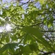 MS LA DS Sun shining through leafy branches of chestnut tree / Kirkhaugh, - VideoHive Item for Sale