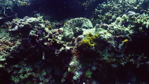 Coral Reef and Sea Cucumber