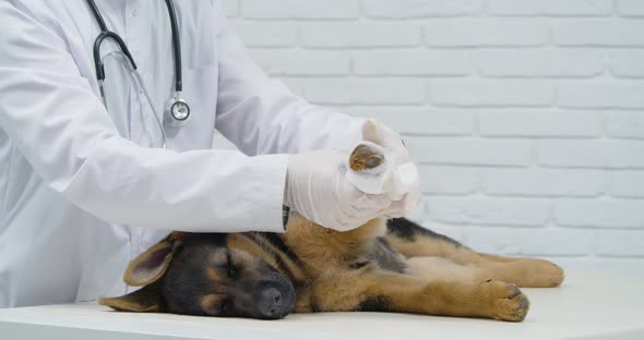 Veterinarian Rewinding with Bandage Paw of Small Dark Dog