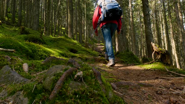 Tourist Guy with a Backpack Walks Along a Trail in a Beautiful Forest